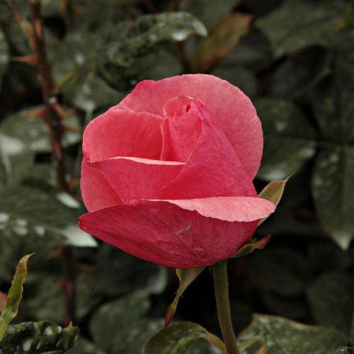 Rosa  Sebastian Schultheis - różowy  - Róże pienne - z kwiatami hybrydowo herbacianymi - korona równomiernie ukształtowana